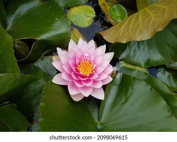 VanDusen Botanical Garden, Vancouver, Canada