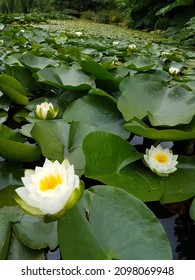 VanDusen Botanical Garden, Vancouver, Canada