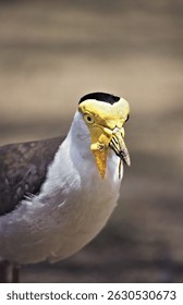 Vanellus miles miles - Masked Lapwing head