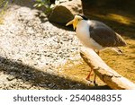 Vanellus miles, masked Lapwing, on a sunny day in summer