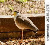 Vanellus miles, Masked Lapwing, on a sunny spring day