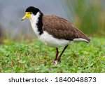 Vanellus miles - Masked Lapwing, wader from Australia and New Zealand. White, brown and yellow water bird.