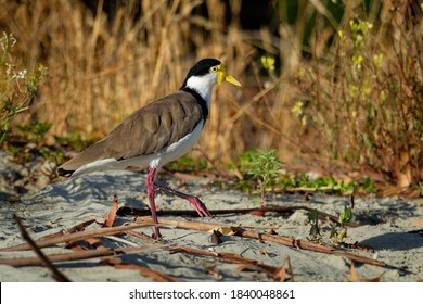 Vanellus Miles - Masked Lapwing, Wader From Australia And New Zealand. White, Brown And Yellow Water Bird.