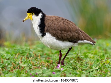 Vanellus Miles - Masked Lapwing, Wader From Australia And New Zealand. White, Brown And Yellow Water Bird.