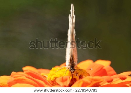 Similar – Bee flight, bee and poppy