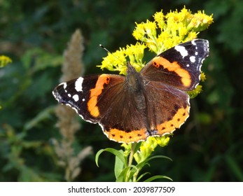 Vanessa atalanta, the red admiral or, previously, the red admirable on Solidago canadensis, known as Canada goldenrod or Canadian goldenrod.