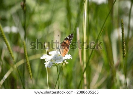 Vanessa cardui is a well-known colourful butterfly, known as the painted lady. Vanessa Cardui is feeding on a white flower. Flying animal idea concept. Vertical photo. No people, nobody. Wildlife.