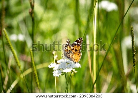 Vanessa cardui is a well-known colourful butterfly, known as the painted lady. Vanessa Cardui is feeding on a white flower. Flying animal idea concept. Vertical photo. No people, nobody. Wildlife.