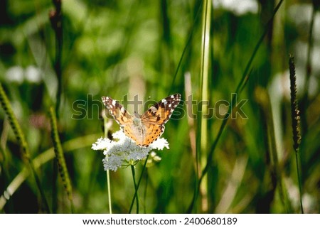 Vanessa cardui is a well-known colourful butterfly, known as the painted lady. Vanessa Cardui is feeding on a white flower. Flying animal idea concept. Vertical photo. No people, nobody. Insect.