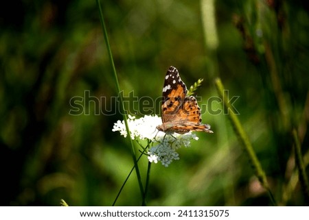 Vanessa cardui is a well-known colourful butterfly, known as the painted lady. Vanessa Cardui is feeding on a white flower. Flying animal idea concept. Vertical photo. No people, nobody. Insect.