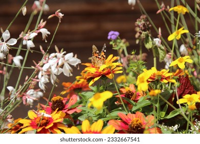 Vanessa Cardul Painted Lady Orange and Black Butterfly on an Orange and Red Zinnia Flower in a Pot with Other Flowers frm the Side