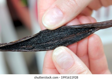 Vanilla Bean Closeup In Taha'a