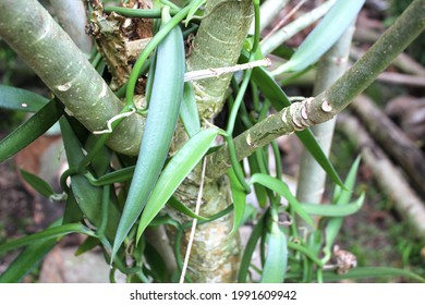 Vanilla Bean Culture In Taha'a