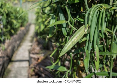 Vanilla Bean Farm