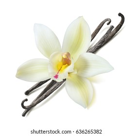 Vanilla bean flower diagonal isolated on white background as package design element
