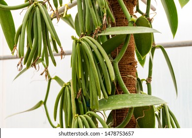 Vanilla Beans Growing On Vanilla Plant In Green House