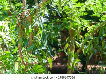 Vanilla beans in wild nature, spicy farm, Zanzibar