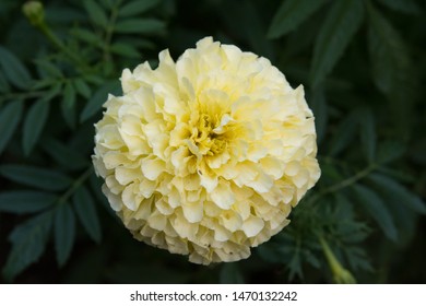 147 Vanilla Marigolds Images, Stock Photos & Vectors | Shutterstock