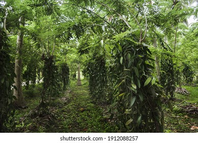 Vanilla cultivation at La Digue Island, Seychelles