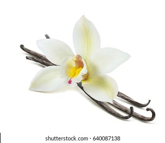 47,275 Vanilla flower Stock Photos, Images & Photography | Shutterstock