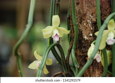 Vanilla flower (Vanilla aphylla) is a orchid. Vanilla is widely used in both commercial and domestic baking, perfume manufacture, and aromatherapy.