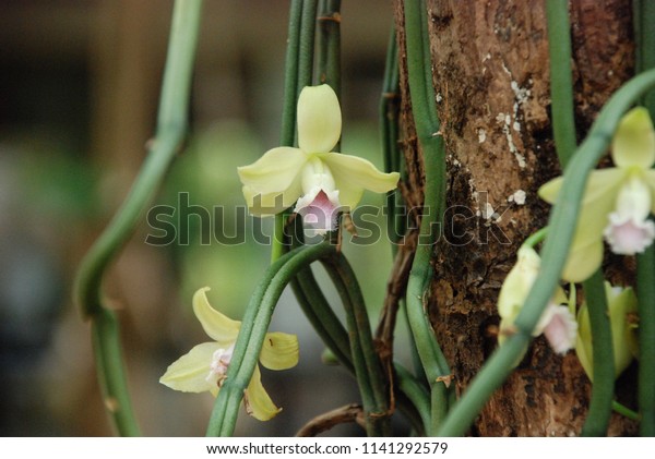 Vanilla flower (Vanilla aphylla) is a\
orchid. Vanilla is widely used in both commercial and domestic\
baking, perfume manufacture, and\
aromatherapy.