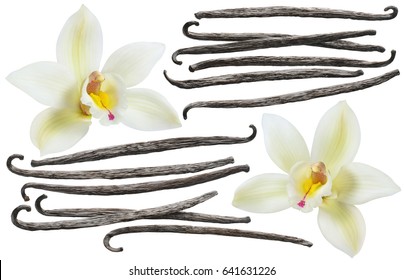 Vanilla flower and bean element set isolated on white background for package design