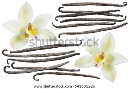 Vanilla flower and bean element set isolated on white background for package design