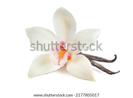Vanilla flower and bean for flavored drinks isolated on white background. Package design element with clipping path