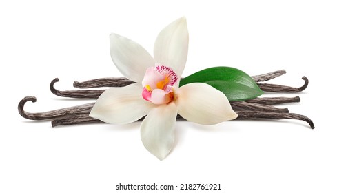 Vanilla flower and beans isolated on white background. For flavor layout. Package design element with clipping path - Shutterstock ID 2182761921