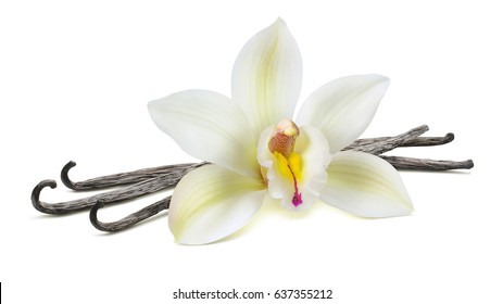 Vanilla flower in the center on beans isolated on white background as package design element