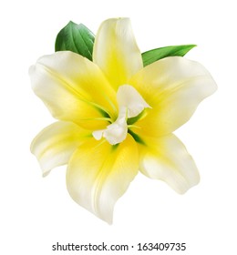 Vanilla Flower. With clipping path