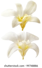 Vanilla flower on white background