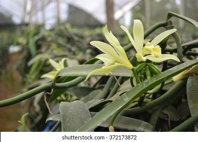 Vanilla Flower In Plant