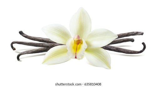 Vanilla flower pod symmetric composition isolated on white background as package design element