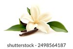 vanilla flower with pods and leaves 