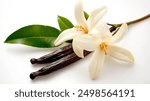 vanilla flower with pods and leaves 