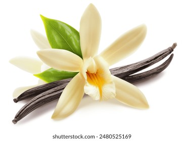 Vanilla flower and pods with leaves isolated on a white background.