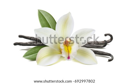 Vanilla flower, pods, leaves isolated on white background, horizontal composition