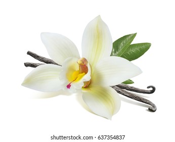 Vanilla flower sticks and leaves isolated on white background as package design element