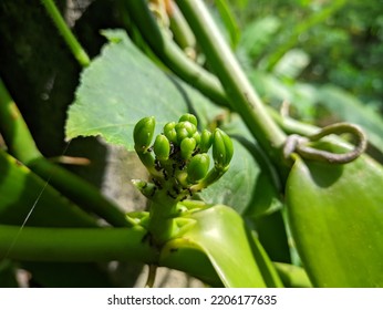 Vanilla Flower That Is Still In Bud With Ants On It