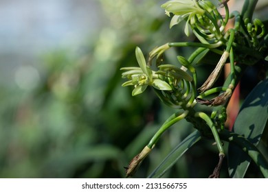 Vanilla flowers blooming on farm, Vanilla in greenhouse, vanilla fargrans (Salish) Ames, Vanilla Planifolia