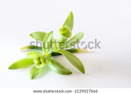 Vanilla flowers isolated on white background, vanilla fargrans (Salish) Ames, Vanilla Planifolia, resource of vanilla flavoring, widely used in the production of perfumes and essential oils