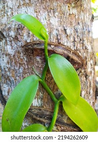 Vanilla Leaves That Can Bear Fruit In The Dry Season Are Used As Ingredients For Cake Mix