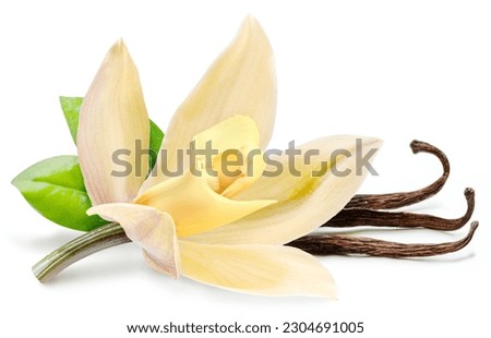 Vanilla orchid flower close up on white background.