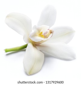 Vanilla orchid vanilla flower isolated on white background.