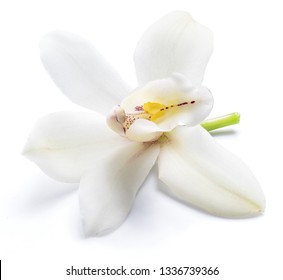 Vanilla Orchid Vanilla Flower Isolated On White Background.