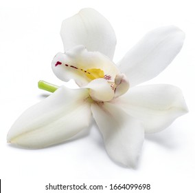 Vanilla Orchid Vanilla Flower Isolated On White Background.