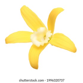 Vanilla Orchid Flower Isolated On White Background