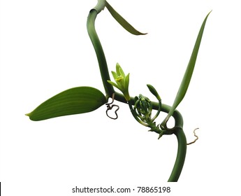 Vanilla Orchid Plant Isolated On White Background